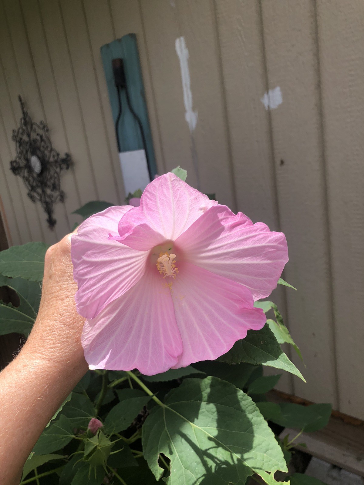 100+ Mixed Pink & White Hibiscus Moscheutos Rose Mallow seeds Free US shipping!
