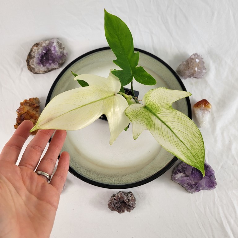 Philodendron Florida Ghost 2.5″ Pot, Fedex 2 day*
