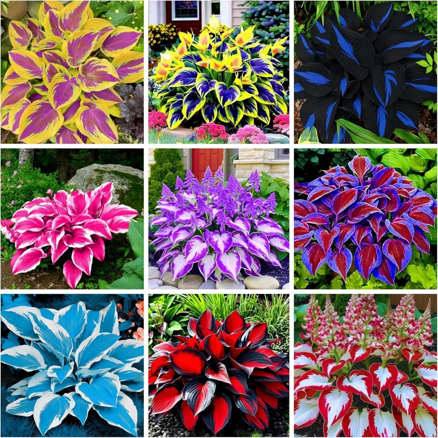 350+ Heart-Shaped Hosta Seeds – Drought-Tolerant, Low Maintenance Beauty