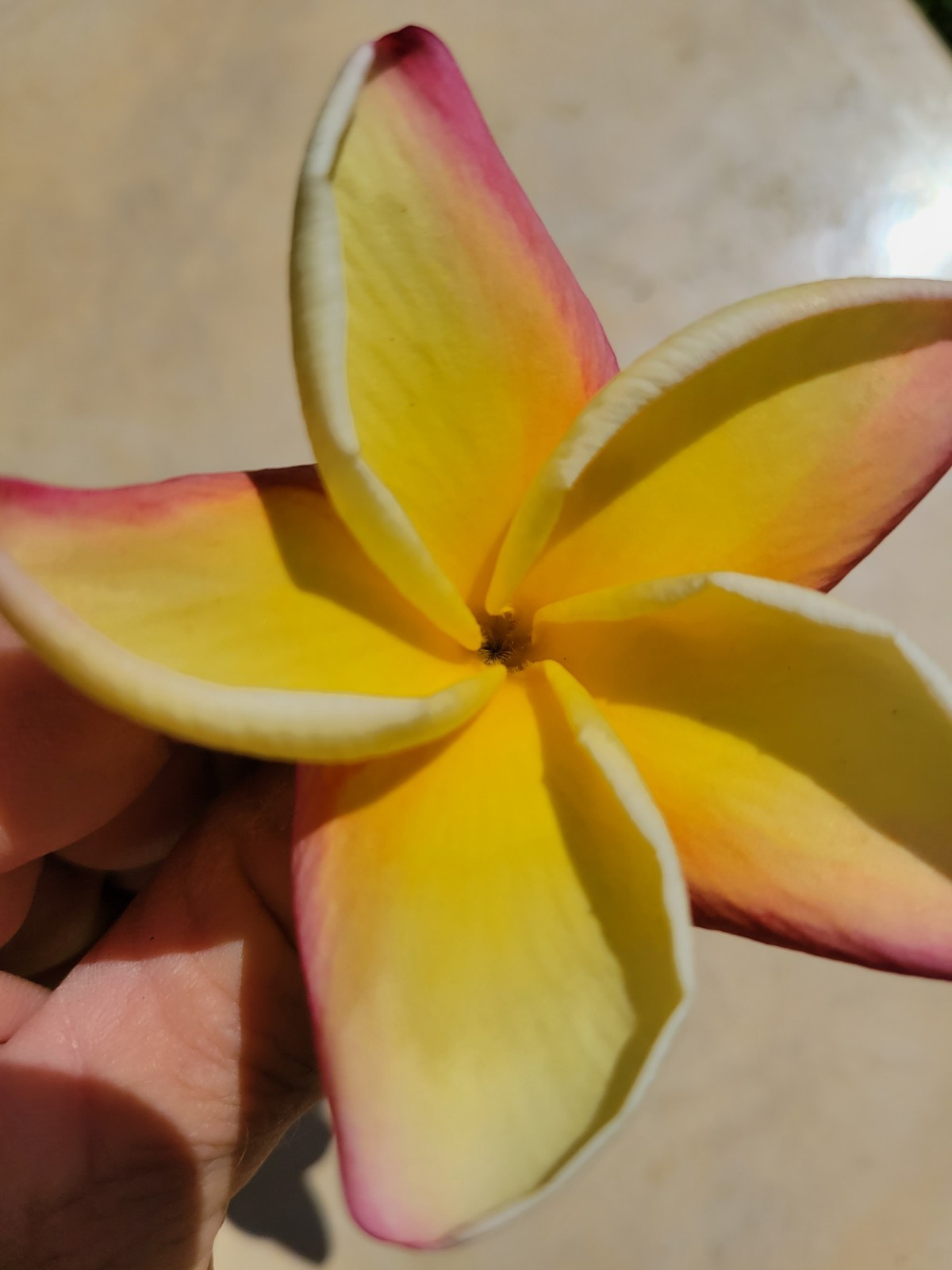 “Vera Cruz Rose” Plumeria 8-10 inch Cutting