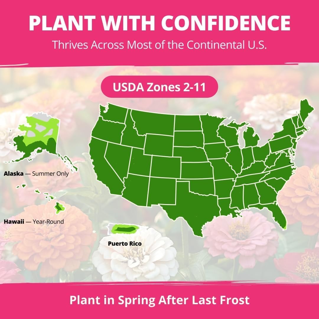 Comprehensive Grow Guide Included | 524 Zinnia Dahlia Seeds for -Round Color