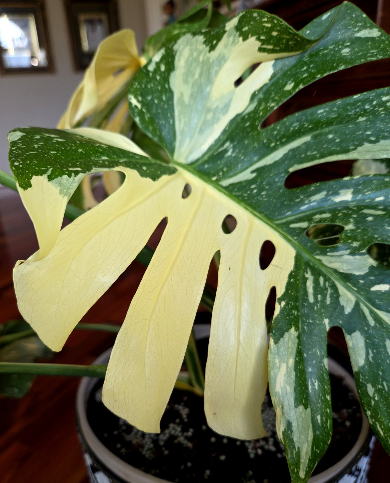 Rare XXL Monstera Thai Creme Brulee 30″ Tall Aroid Not Philodendron Anthurium