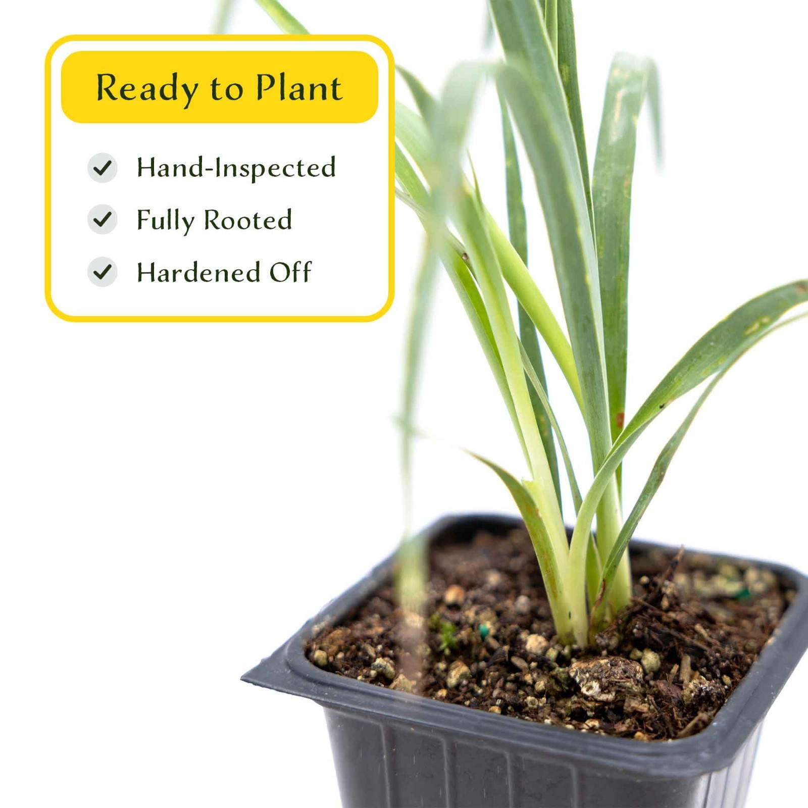 2 Soaptree Yucca Succulents, Live Plants in 3.5″ Cubes (Yucca elata)