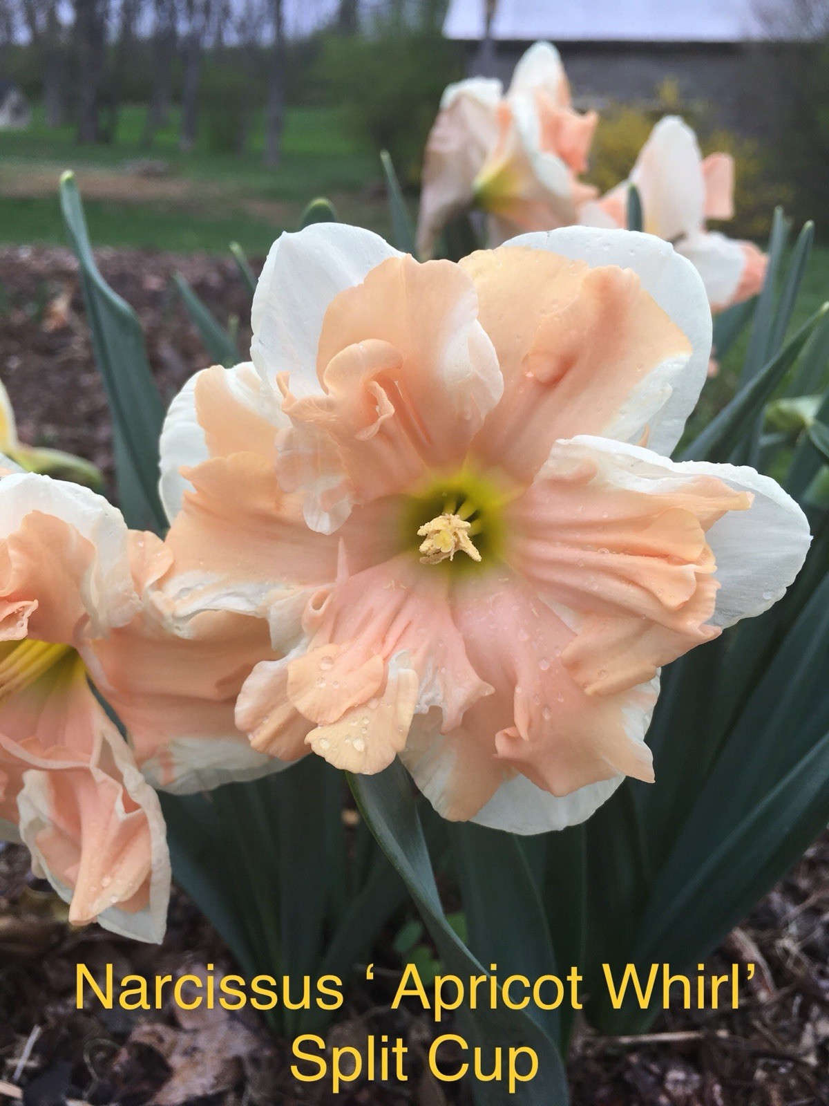 5- Apricot Whirl Split Cup Daffodil Bulbs for Planting- Narcissus