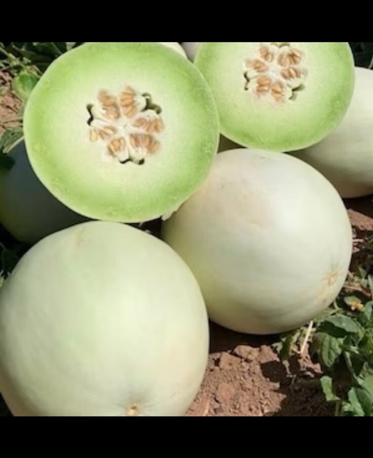 10 Seeds Premium Green Flesh Honeydew Fresh Heirloom