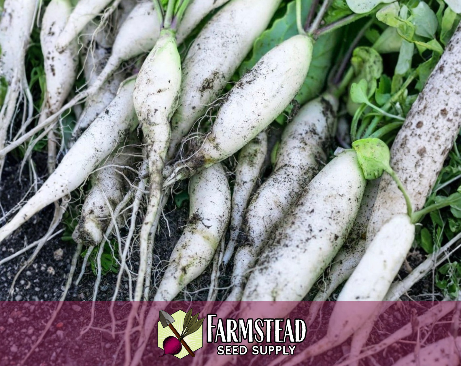 1200+ Radish Seeds [White Icicle] Heirloom, Non-GMO, Natural, Vegetable Seed