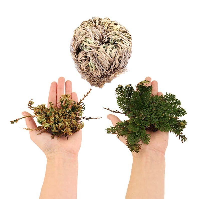 15 Pack 1.5–3″ Rose of Jericho Resurrection Plants, Dried