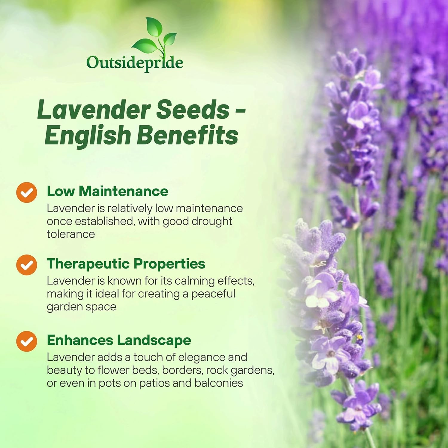 10000 Seeds Lavender English Herb Plant Seed For Planting Outdoors | Vera Seeds