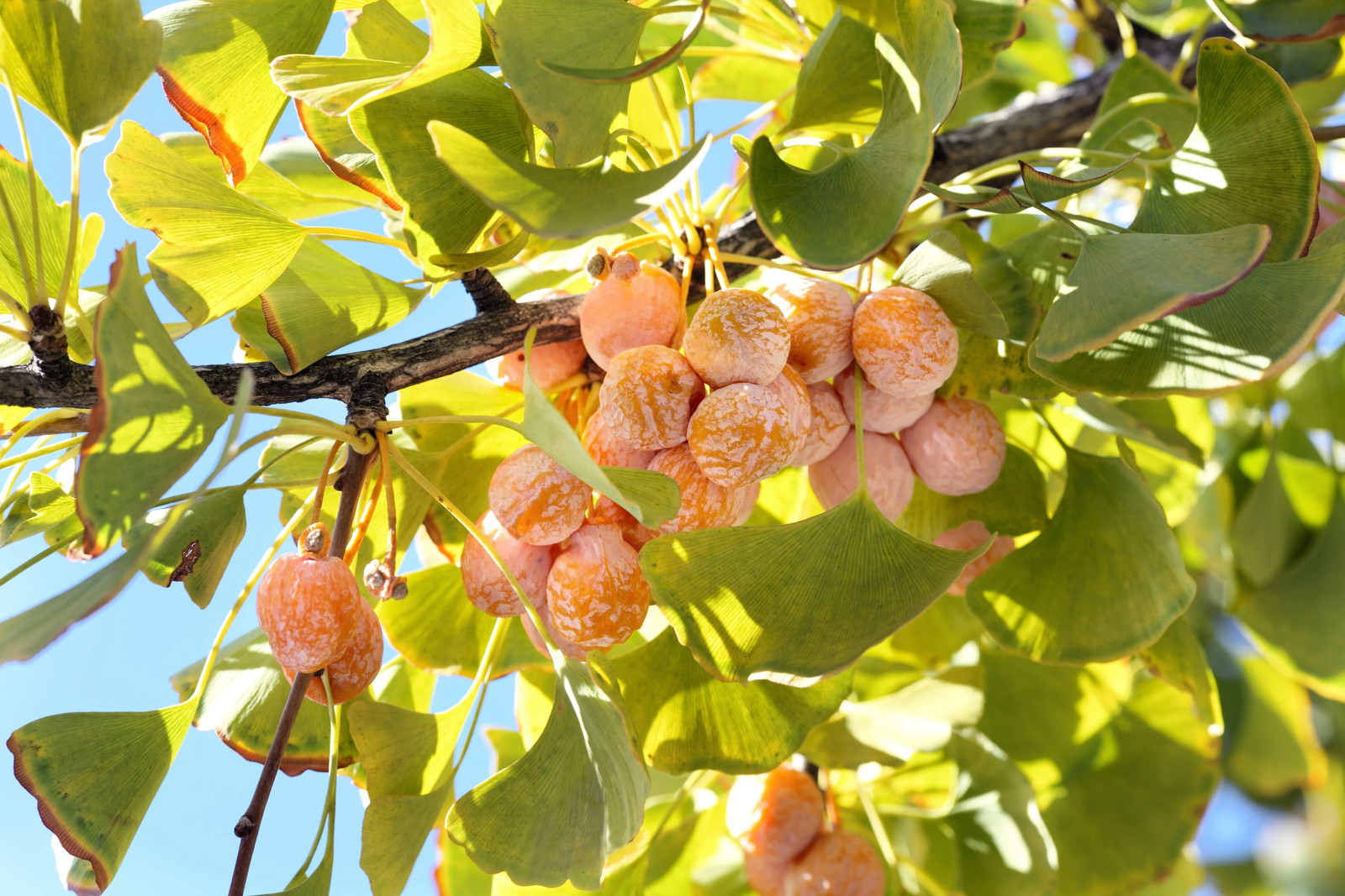 10 GINKGO BILOBA Maidenhair Tree Yellow Fall Orange “Fruit” Herb Seeds
