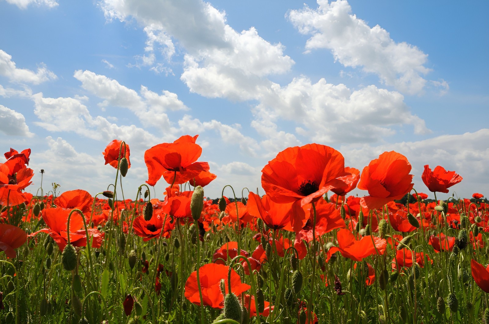5,000 – 225,000 Wildflower Red Corn – Flanders Poppy Seeds (Papaver Rhoeas) Bulk