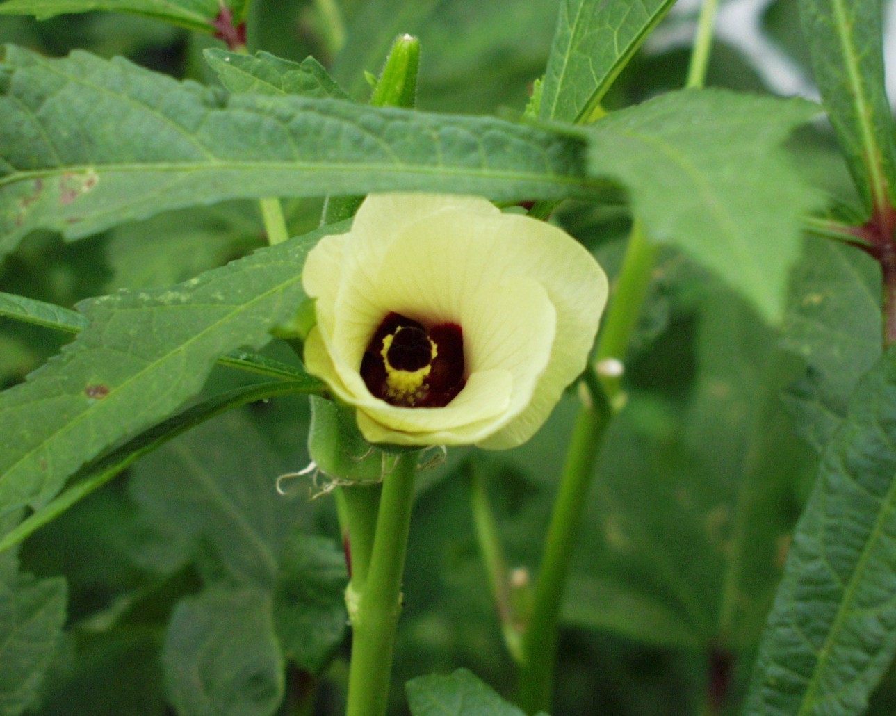 OKRA * CLEMSON SPINELESS *