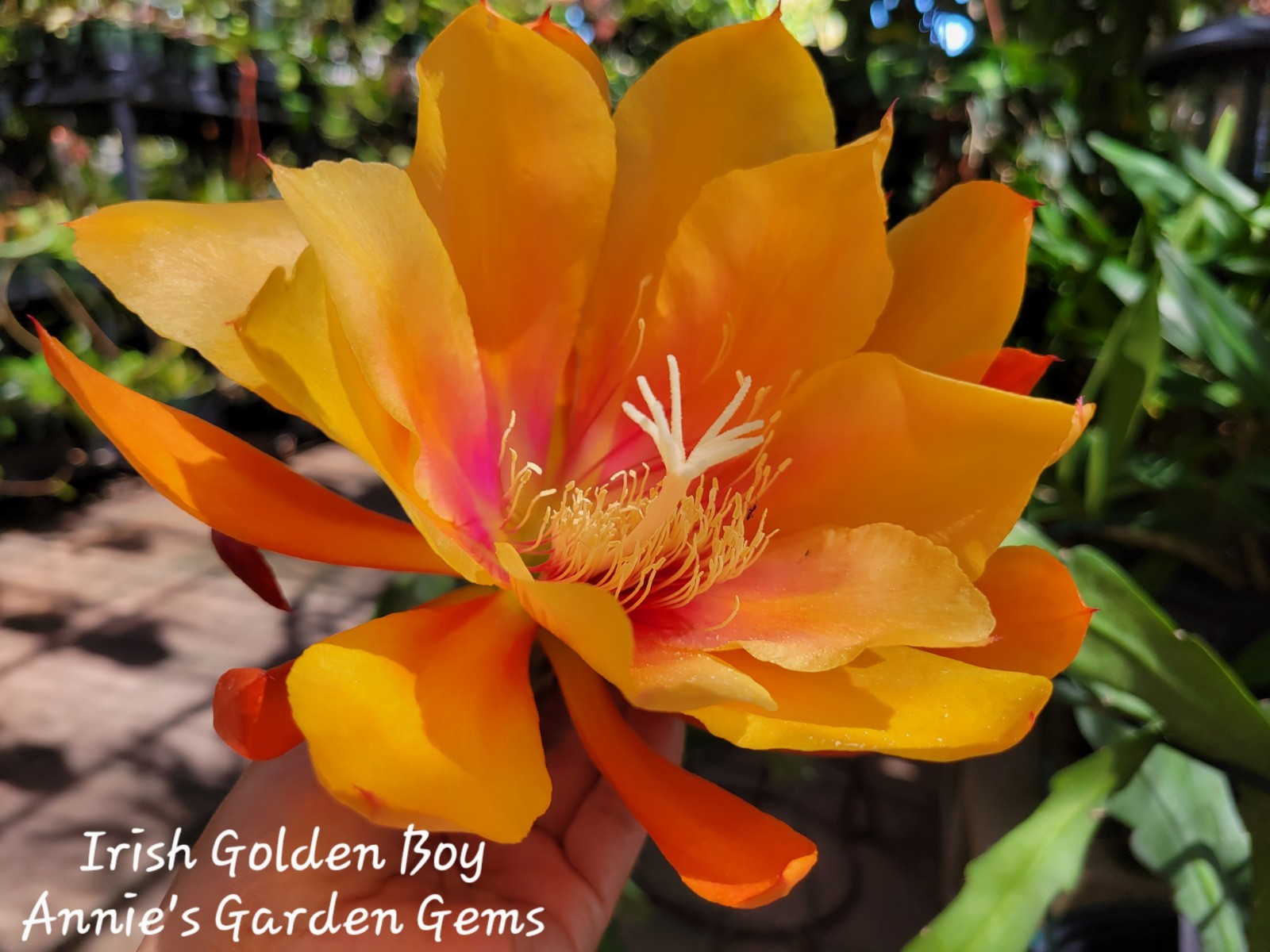 Epiphyllum Irish Golden Boy Unrooted Cuttings – 8 to 10 inches long