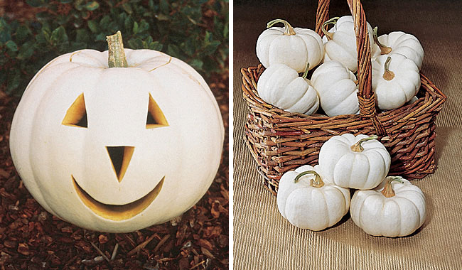 Casper White Pumpkin Seeds, (10-16 lbs.), Cucurbita pepo