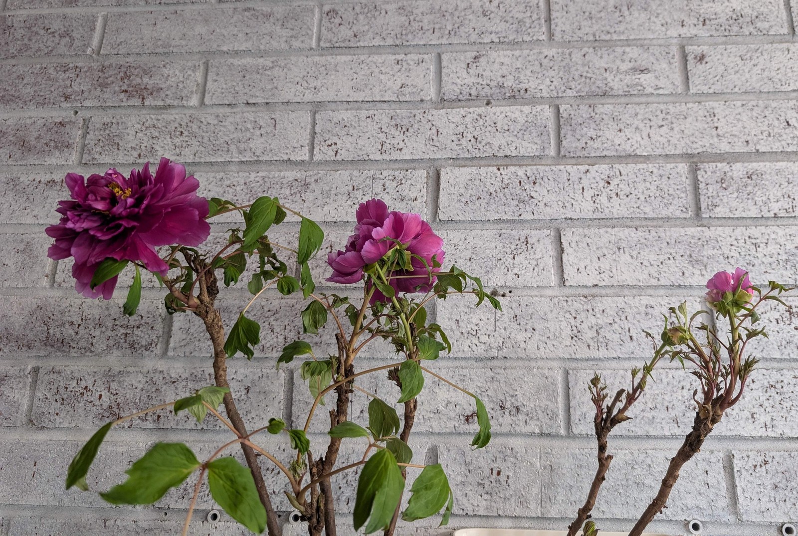 “Champion Crown” large flower tree peony