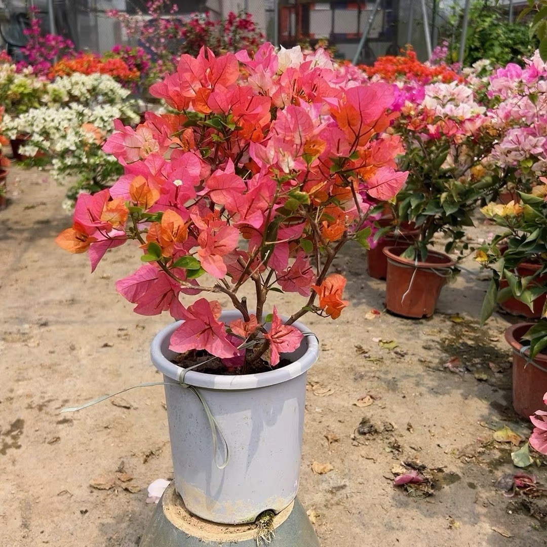 Multi Colors Orange Lipstick 橙口红三角梅Maharani Bougainvillea Bonsai Medium Size