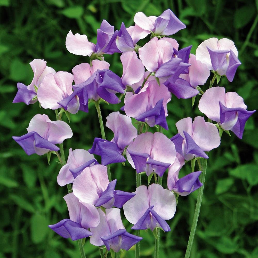 500+Mixed Sweet Pea Seeds for Planting Outdoors-Perennial Ornamental Flower P…