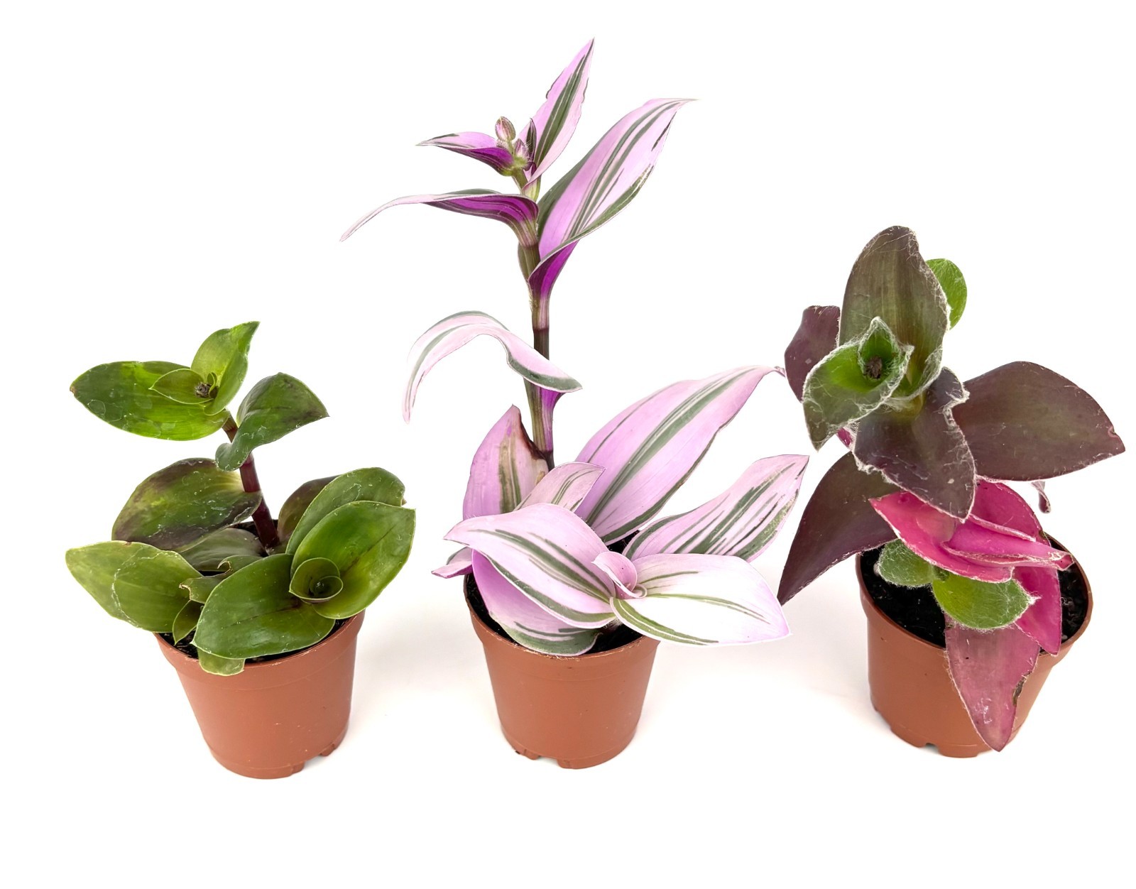 Tradescantia Trio 3 Pack Assorted Houseplants 2″ Pots