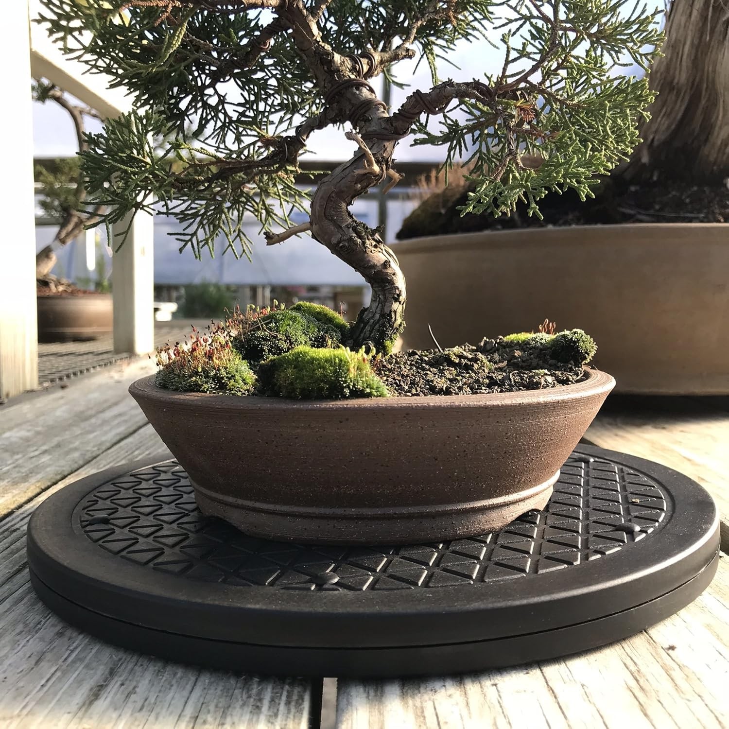 Mighty Mini Bonsai Tree Turntable 12.5″ Base Stainless 12.5", Black