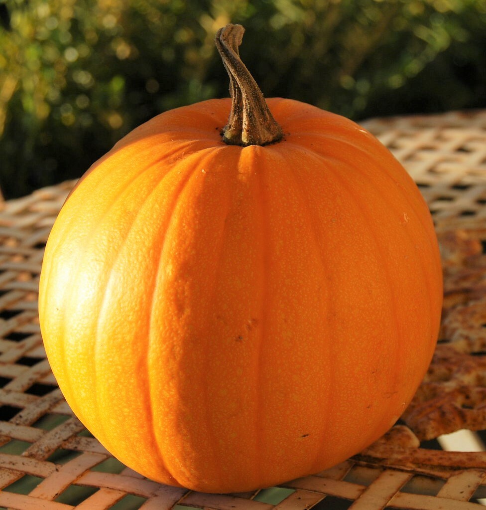 Connecticut Field Pumpkin Seeds | Patch Pumpkins Heirloom Vegetable Seed 2024