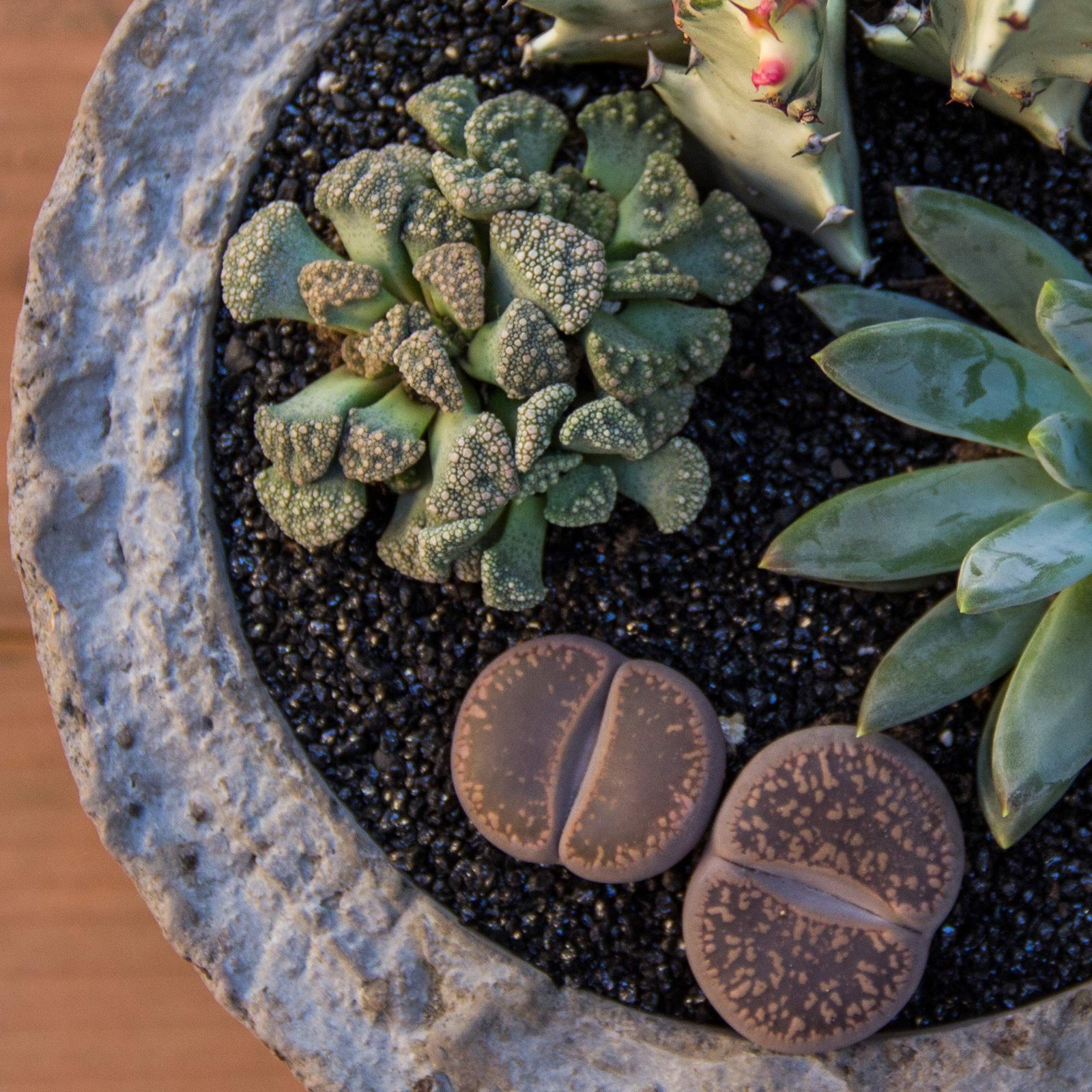 Altman Plants Assorted Succulents Mimicry Collection 2.5 8 Pack Assorted Live