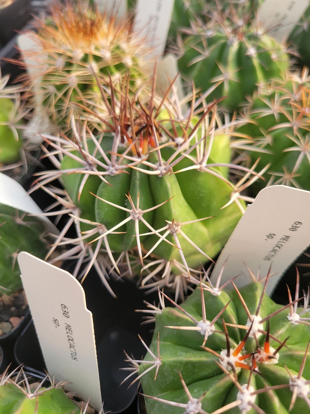Melocactus sp. (see description) (cactus – succulent – plant)