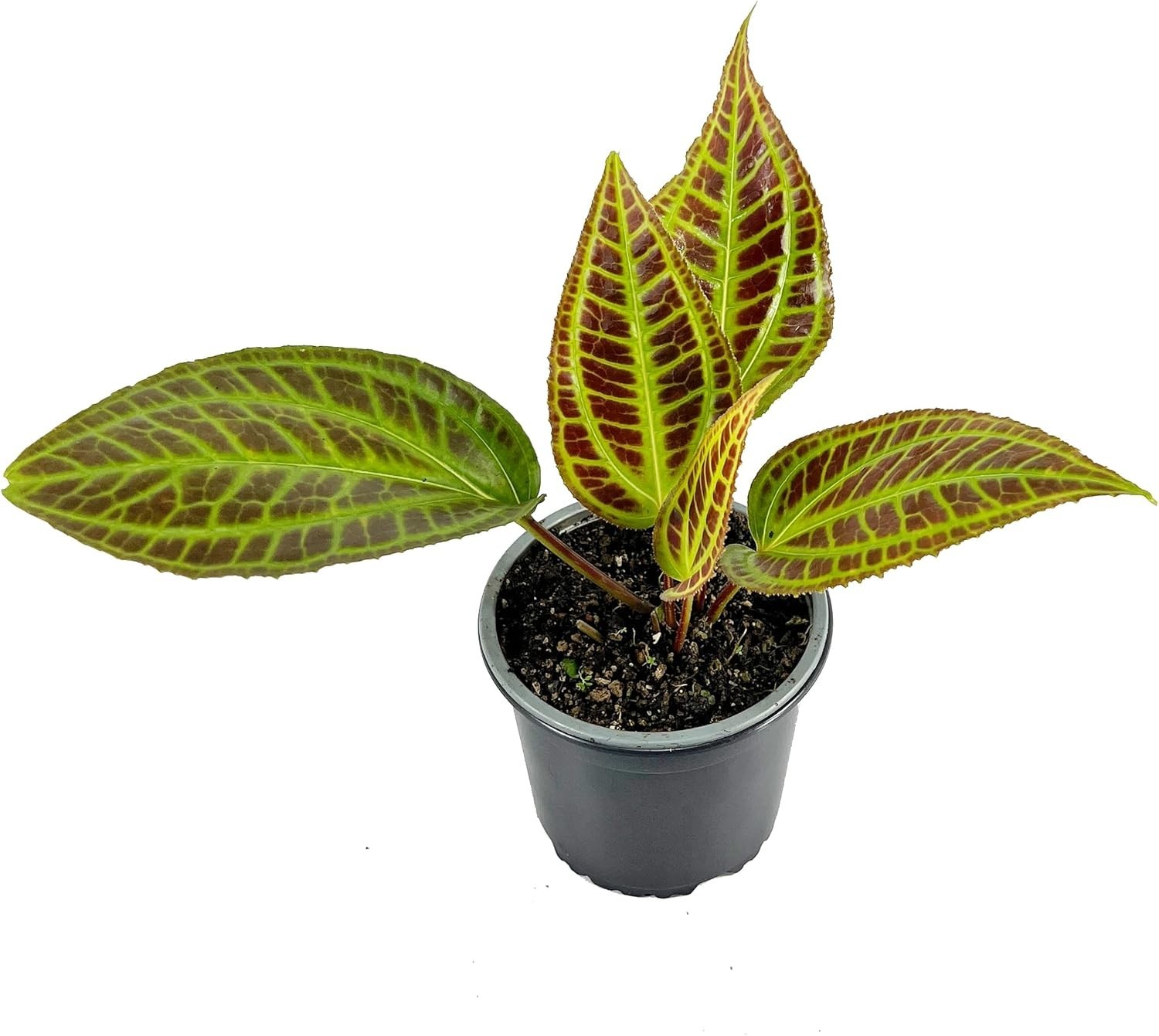 Monolena Primuliflora Live Plant – Rare Exotic Caudiciform Plant