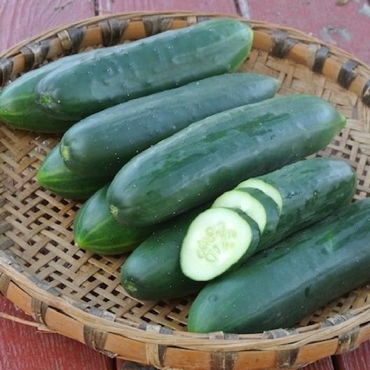 CUCUMBER VEGETABLE SEEDS 30 Fresh slicing cucumber vegetable garden seeds