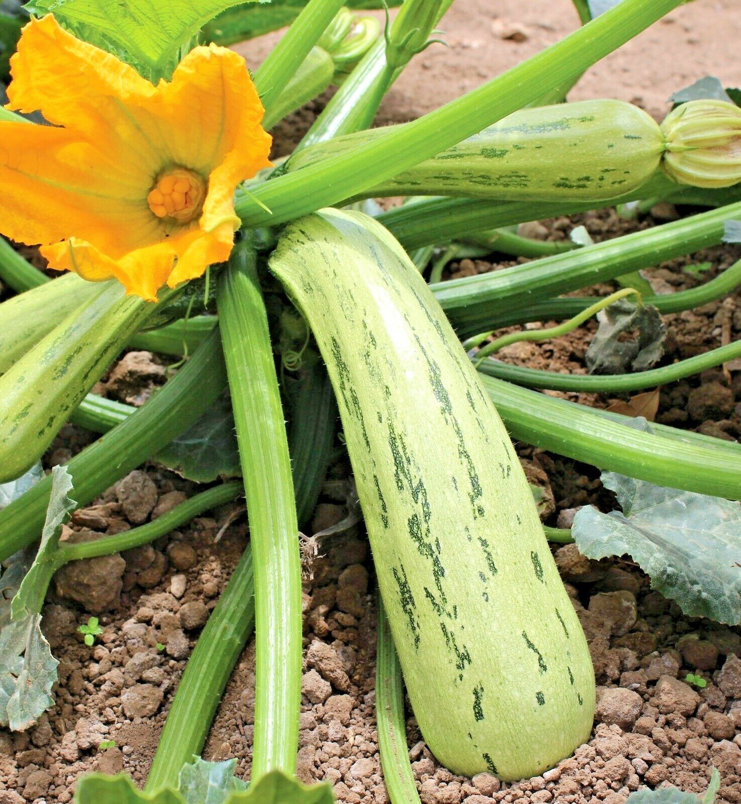 36+COCOZELLE ZUCCHINI Seeds Organic Heirloom Summer Vegetable Garden Container