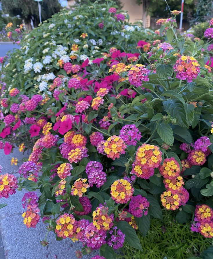 Lantana Chapel Hill Pink Huff Live Plant Plug – 1–3″ Tall – Pink Flower Lantana