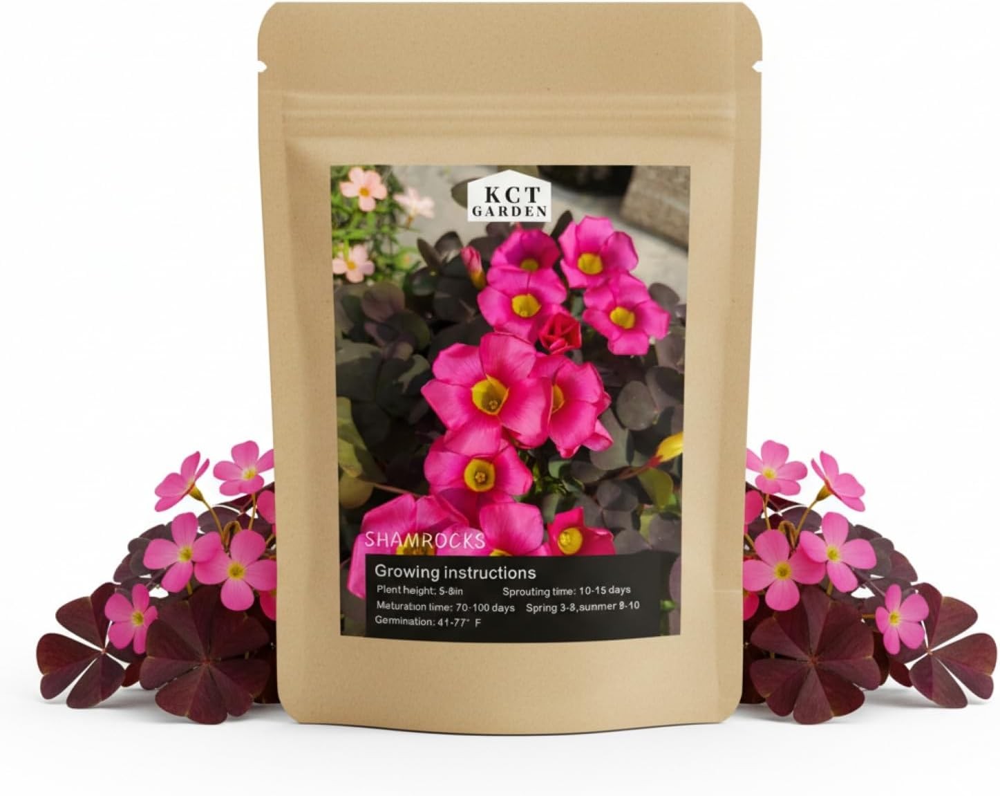 12 Purple Shamrock Bulbs Oxalis Triangularis for Planting, Flower
