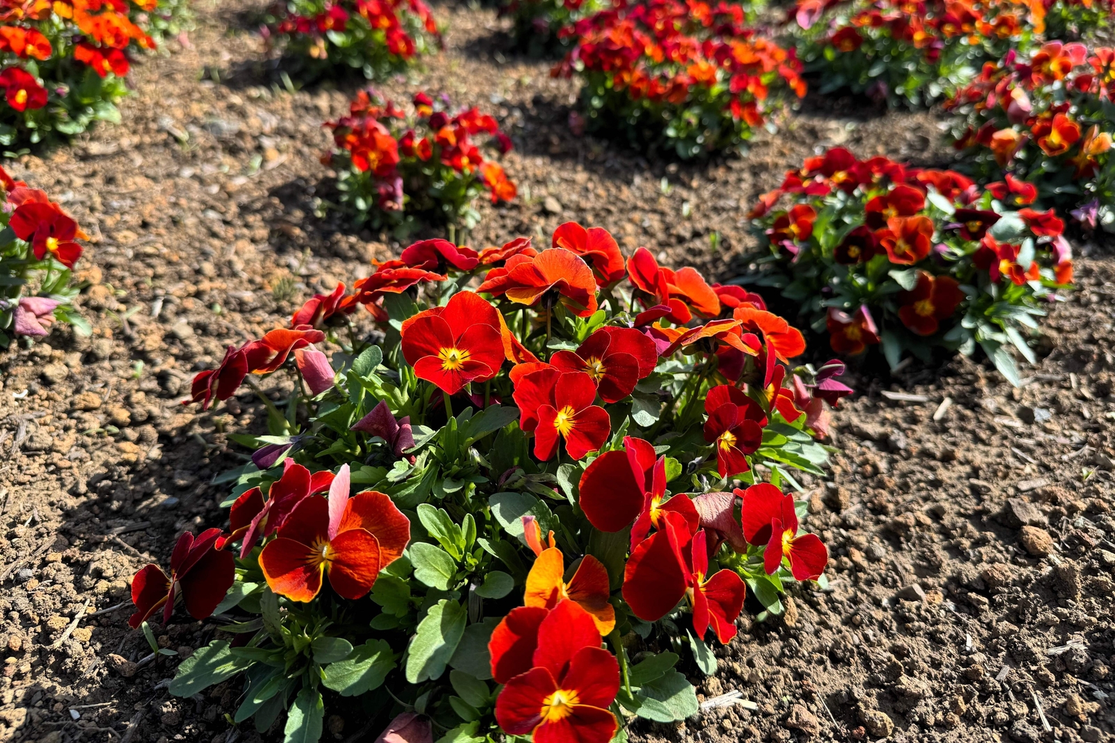 50 RED & YELLOW PANSY VIOLA Violet Flower Seeds *Flat S/H