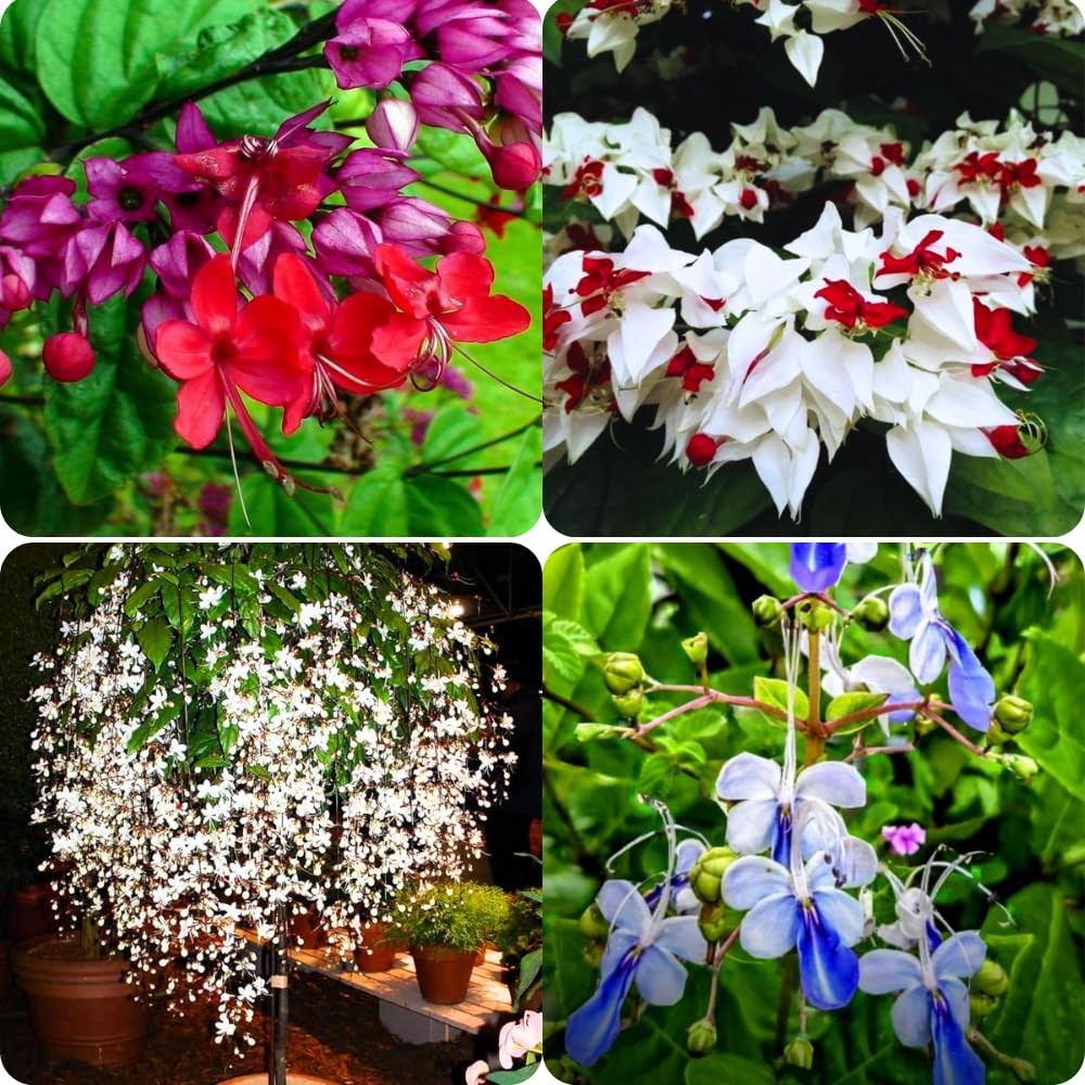 3 Mixed Clerodendrum Bleeding Heart Plants Live, 5-10 Inch Height