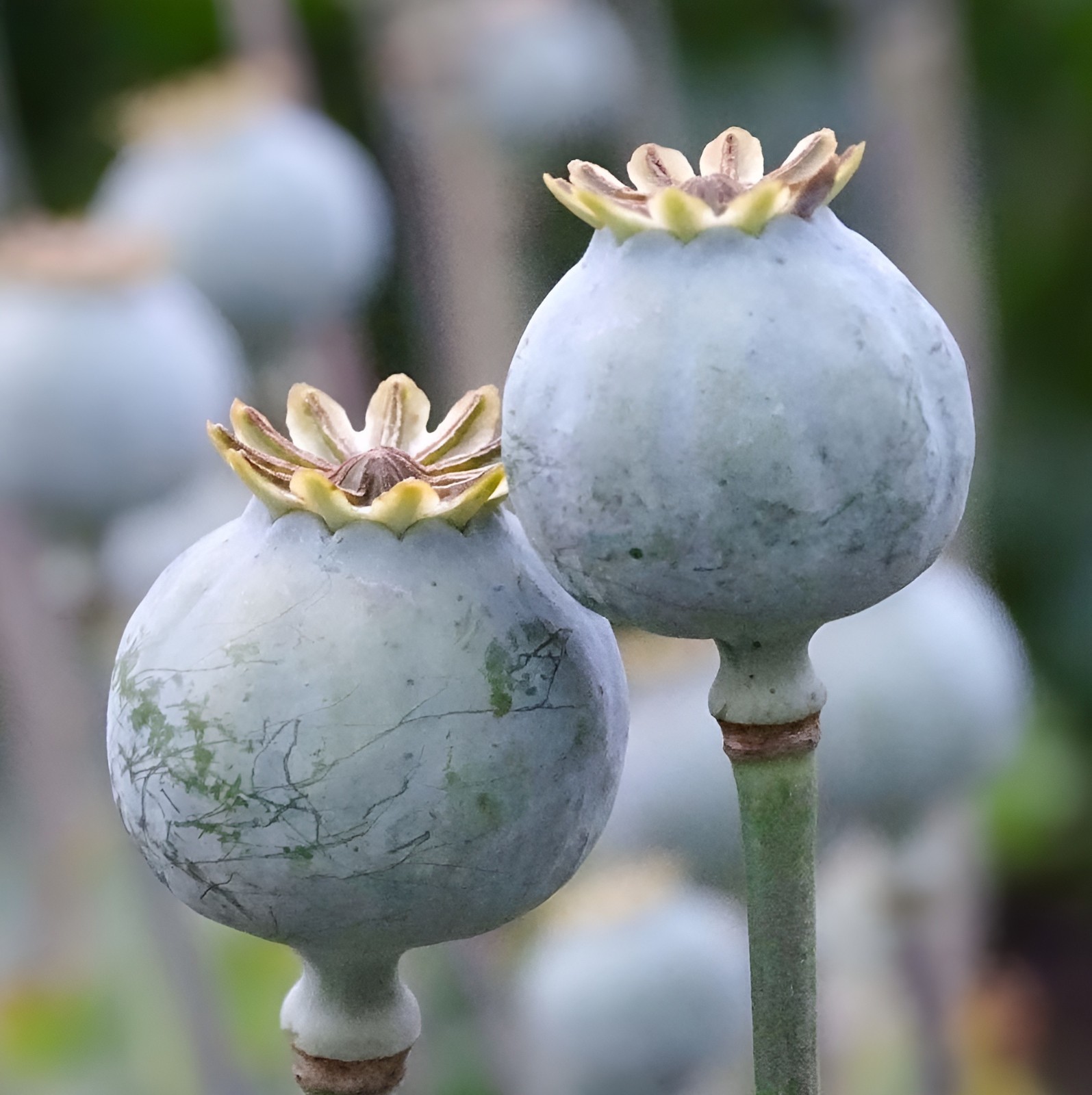 1,500 Double Black Peony Poppy Seeds – P. Somniferum – Almost Black Blooms!