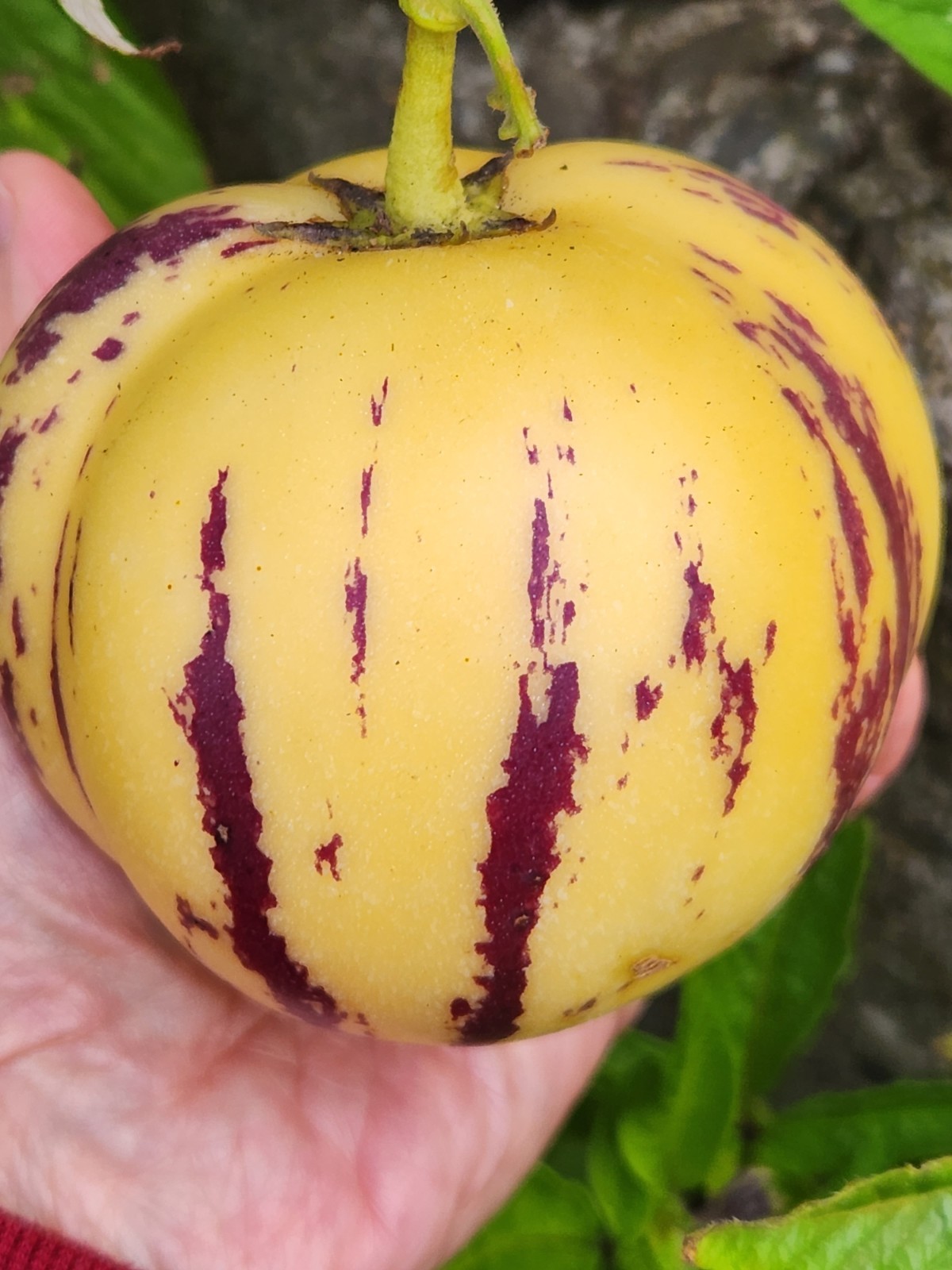 2 Sweet Pepino Melon Plants “HONEY GOLD” Variety Sweetest 人蔘果 Ginseng Fruit