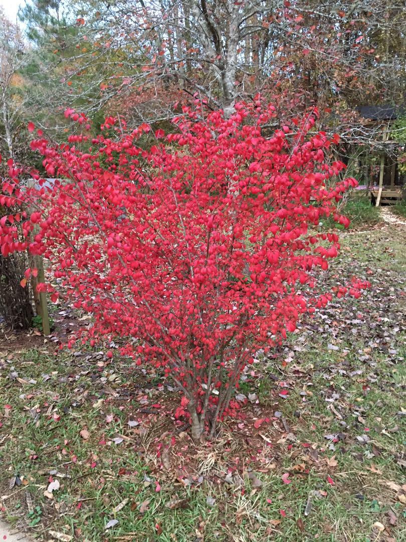 Red Burning Bush or Shrub ~ Shows Beautiful Fall Foliage ~ 50 Seeds USA Seller