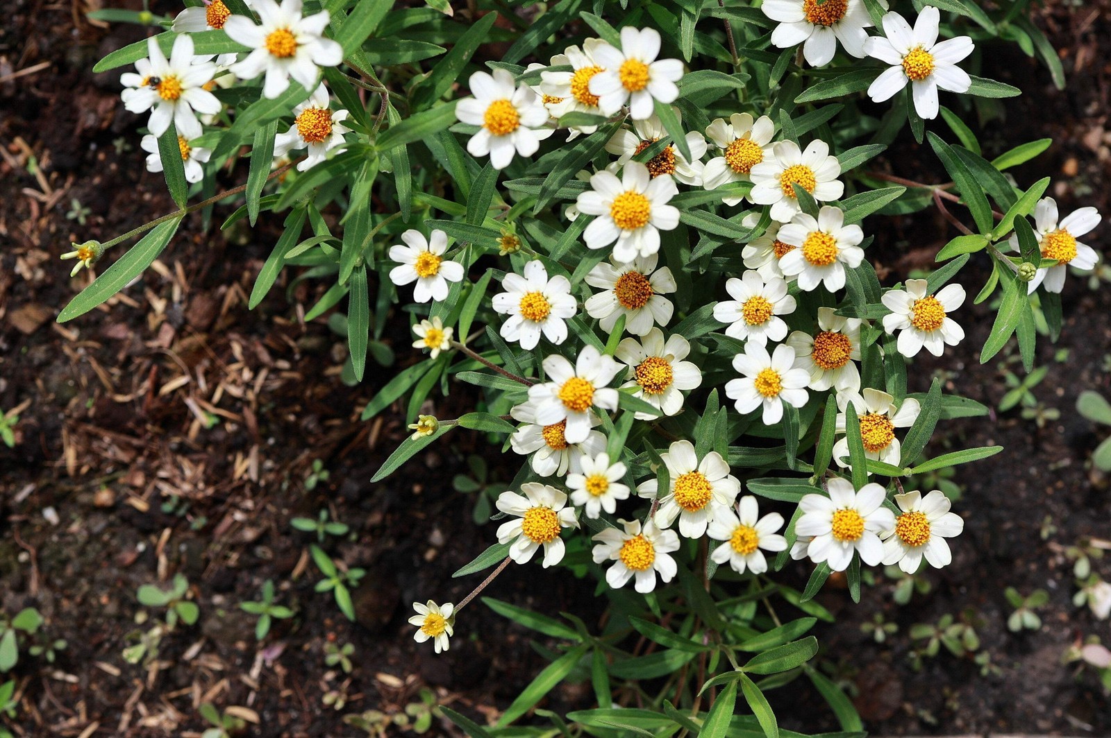 250 ORANGE CLASSIC ZINNIA Elegans (Narrow Leaf / Creeping Zinnia) Flower Seeds