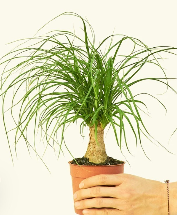 Ponytail Palm Beaucarnea Recurvata Live Plant 6″ Pot Elephant Foot Houseplant
