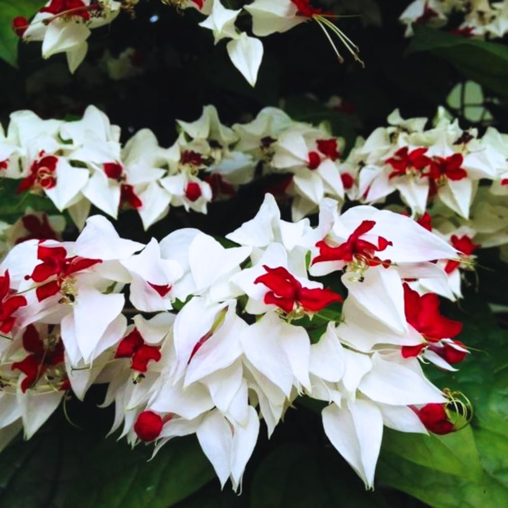 3 Mixed Clerodendrum Bleeding Heart Plants Live, 5-10 Inch Height
