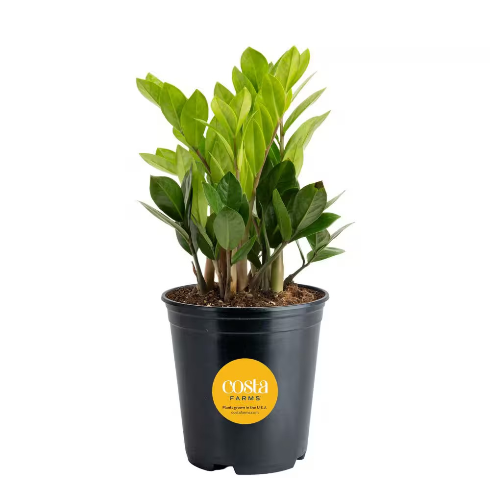 Zamioculas Zamiifolia Indoor ZZ Plant in 6 In. Grower Pot, Avg. Shipping Height