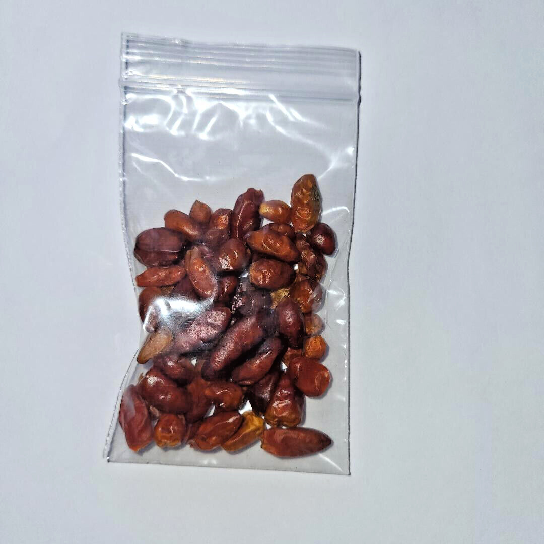 50+ CHILE PEQUIN PEPPER SEEDS (No Pods) AKA ChileTepin/Chiltepin/Bird Pepper.
