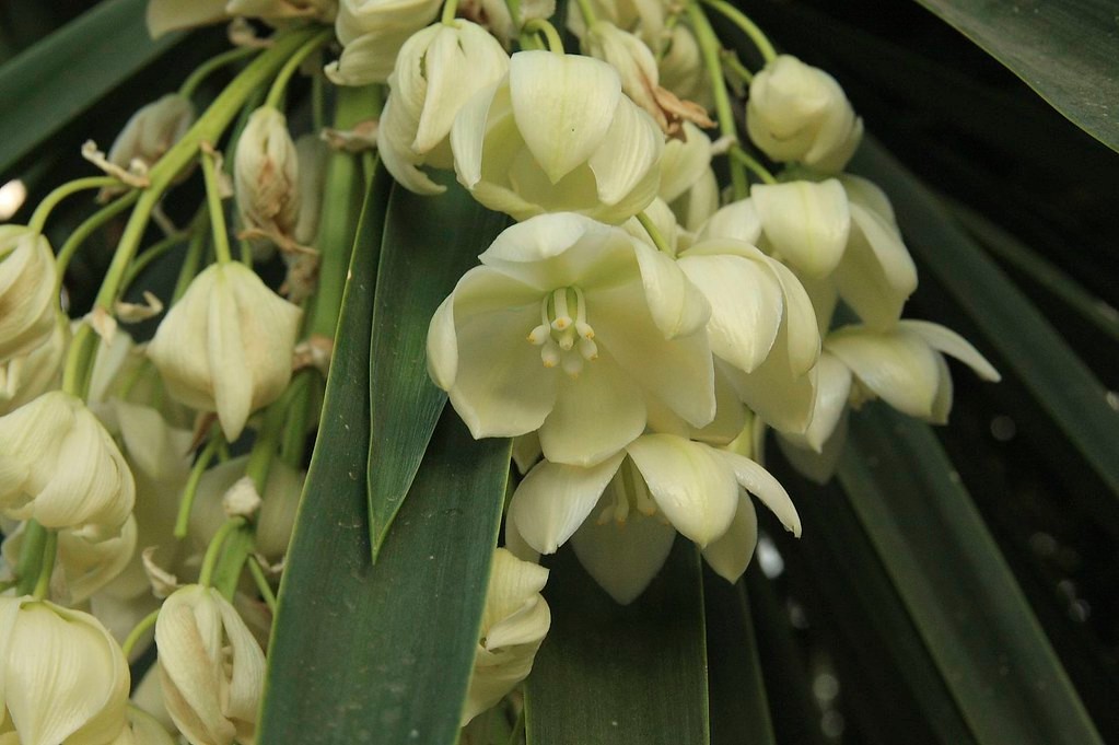 Yucca Filifera aka Mexican Tree 5 Seeds. Free Shipping!