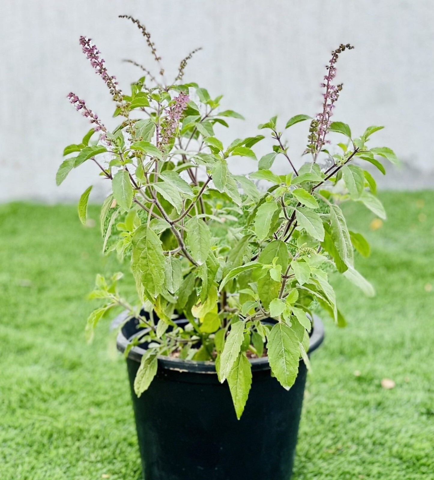 Ocimum Sanctum 250+ Seeds, Tulsi Holy Basil Culinary Therapeutic Herb