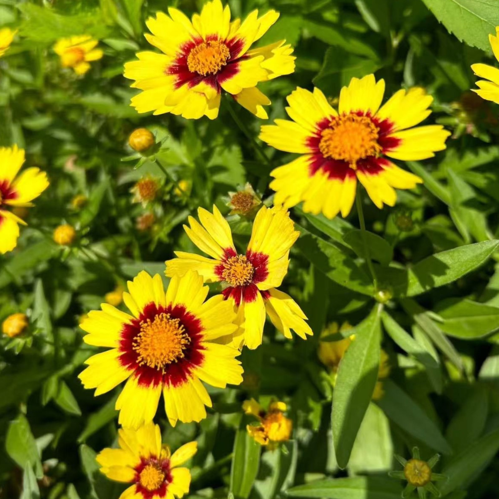 100 Plains Coreopsis Seeds – Easy-Grow Wildflowers for Vibrant Summer Color