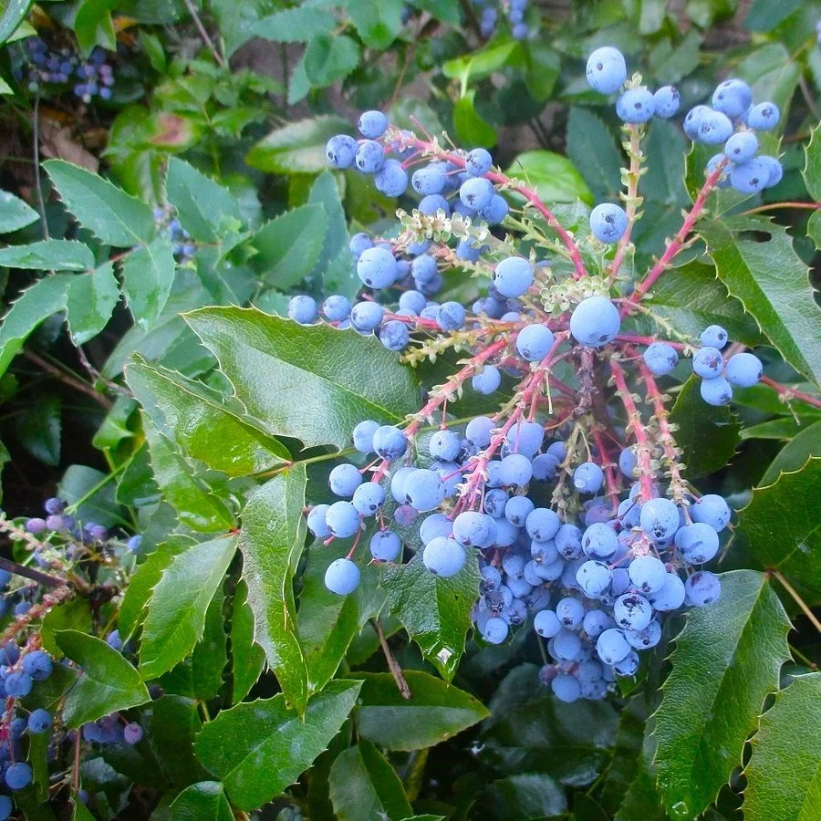 1 Oregon Grape Mahonia aquifolium Evergreen Shrub 6-12″