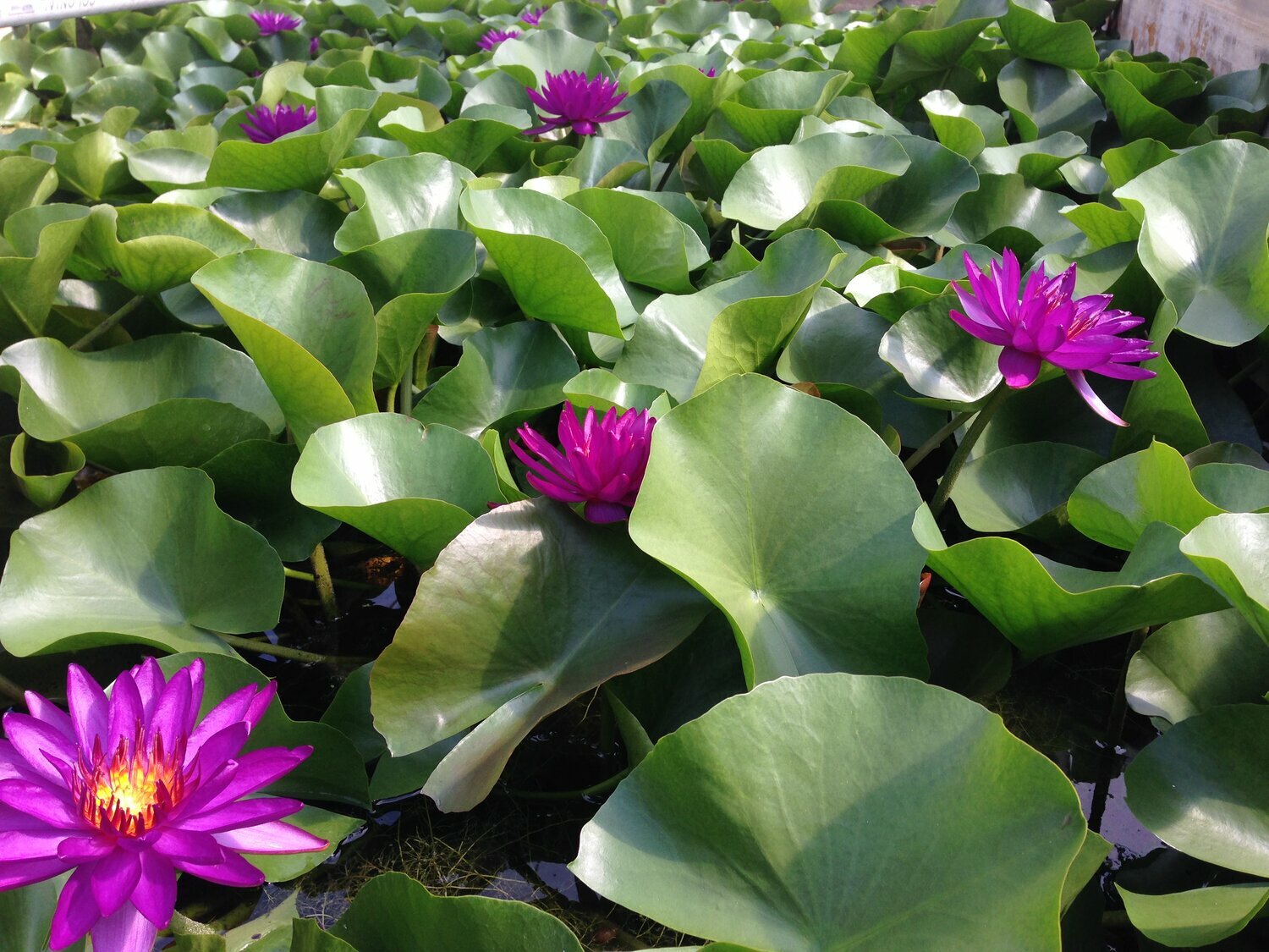 Live Purple Fantasy Purple Flower Winter Hardy Waterlily Aquatic Pond Plant