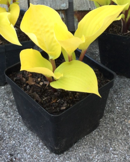 2 Fire Island Hosta Starter Plants -brilliant yellow gold chartreuse green color