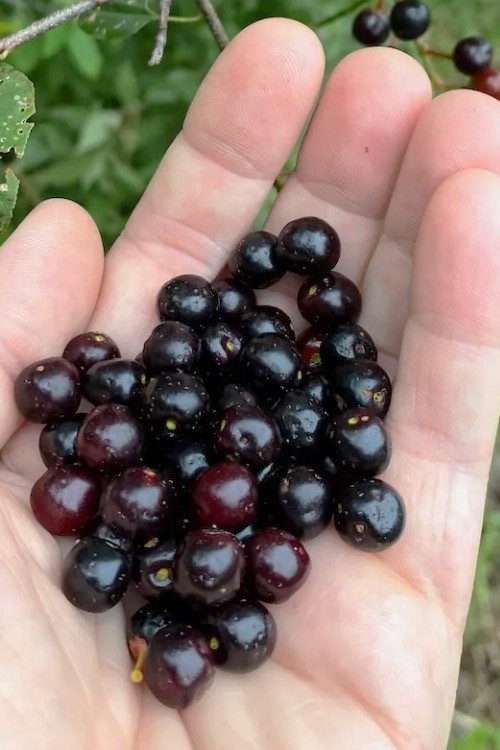 1 Rum cherry, rooted plant. Zones 3-9 Prunus serotina •