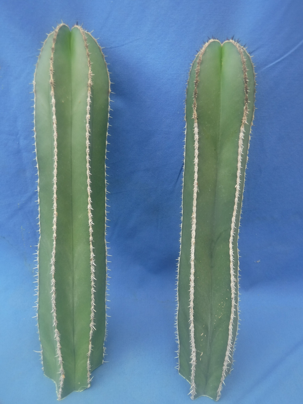 Mexican Fence Post Cactus Pachycereus marginatus TWO CUTTINGS 10″-12″ Tall