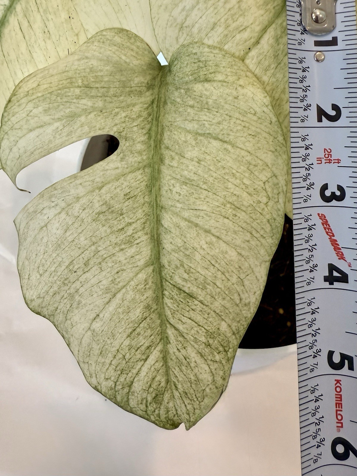 Rooted Monstera Deliciosa Mint Variegata Plant