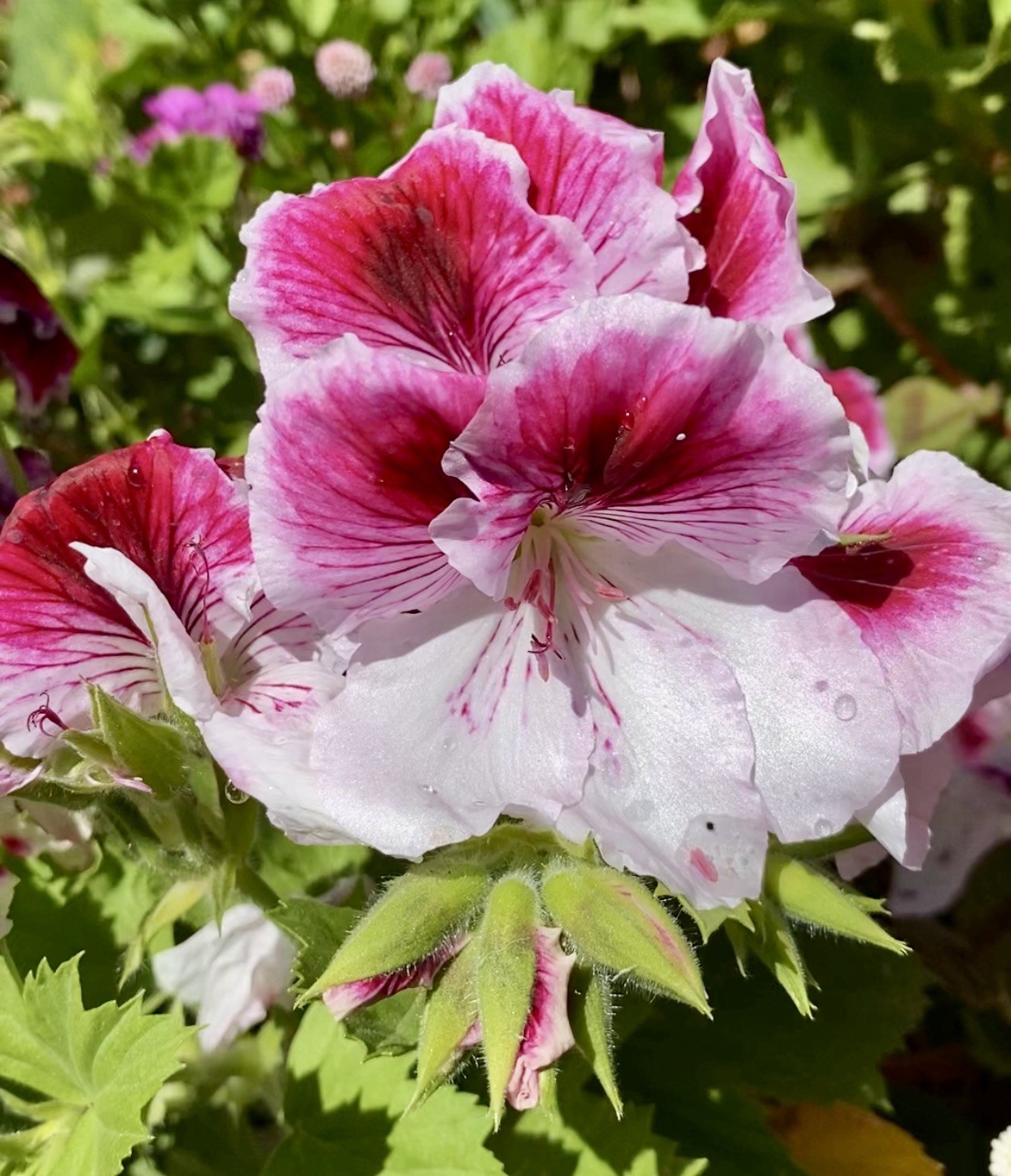 Geranium Pink & White Cuttings 3 Beautiful Fresh Pelargonium Ready To Plant
